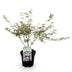 GreenboutiQ Japanischer Ahorn 'Iyoshi' – Rosa Laub, 70cm Bild 2