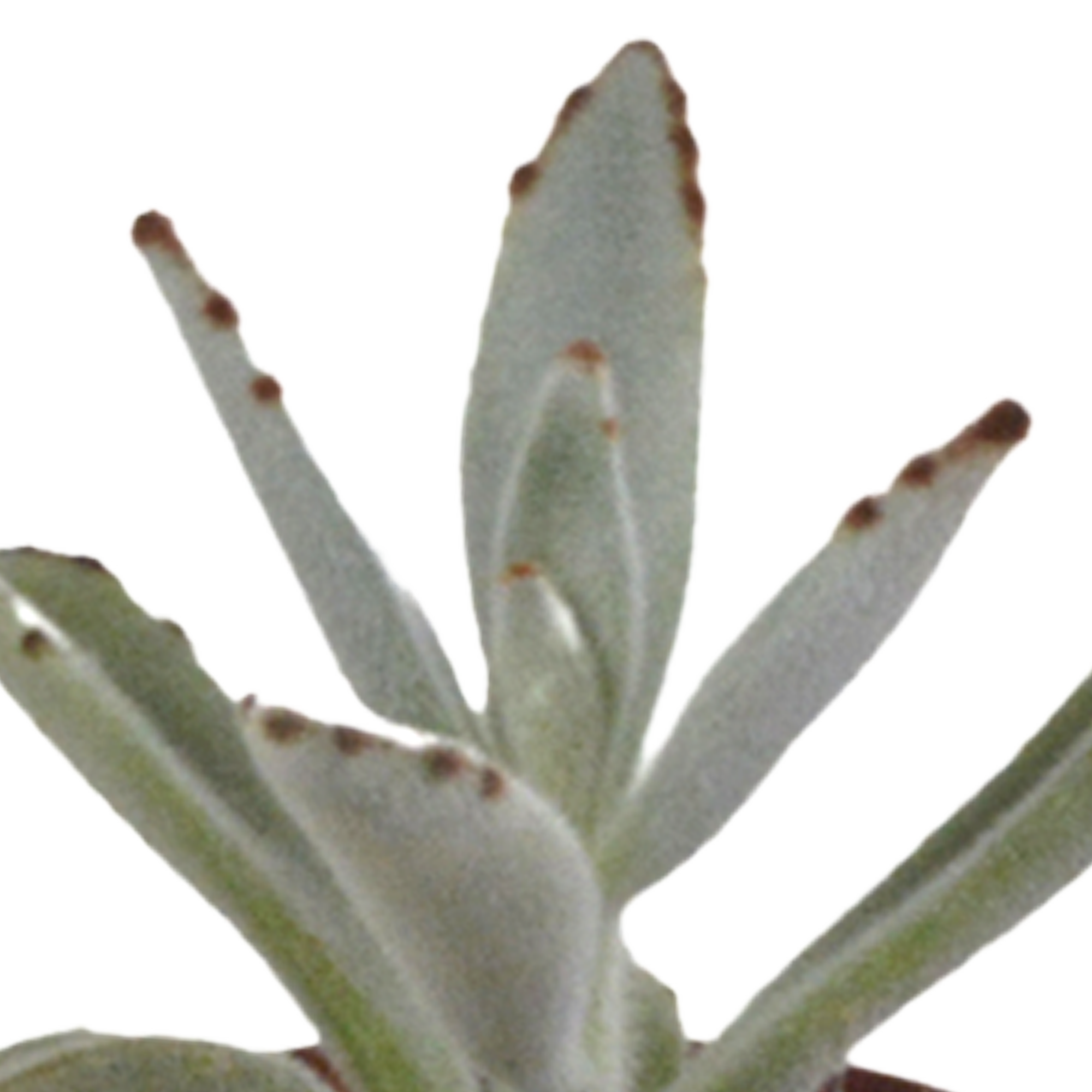 Vetplanten-Mischung 5,5 cm - 10x - zonder pot