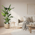 Strelitzia Nicolai (Giant White Bird of Paradise) - Ø24cm, 110cm high Bild 3