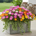 GreenboutiQ Delosperma Jewel of Dessert Mix - 8 winterharte Pflanzen Bild 5