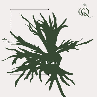 Kunstpflanze Staghorn Farn - Geweihfarn, 50 cm