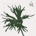 Kunstpflanze Staghorn Farn - Geweihfarn, 50 cm Bild 2