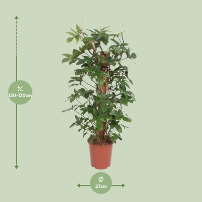 Philodendron Pedatum Kletterpflanze, Ø27cm, ↕130cm