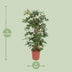 Philodendron Pedatum Climbing Plant, Ø27cm, ↕130cm Bild 2