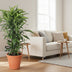 Dracaena Fragrans Lemon Lime Vertakt - 120cm Bild 3