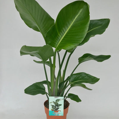 Strelitzia Nicolai (Weisse Paradiesvogelblume) - Ø19cm - ↕95cm