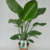 Strelitzia Nicolai (White Bird of Paradise) - Ø19cm - ↕95cm Bild 2