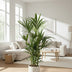 Howea Forsteriana (Kentia Palme) Ø27 cm, 120 cm hoch Bild 2