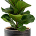 Ficus Lyrata Geigenfeige im schwarzen Topf, 30 cm hoch Bild 1