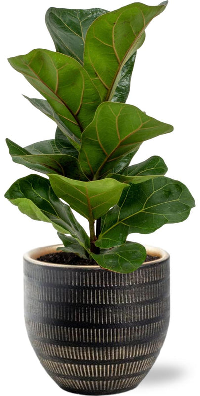 Ficus Lyrata Geigenfeige im schwarzen Topf, 30 cm hoch