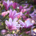 Magnolia Betty: 3 Pflanzen, rosa Blüte, pflegeleicht, 30cm Bild 4