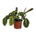 Maranta Leuconeura Fascinator Prayer Plant in a 12cm Pot, approx. 30cm High Bild 1