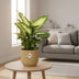 Ficus Elastica 'Robusta' im gelben ELHO Vibes Fold Topf (14 cm) Bild 3
