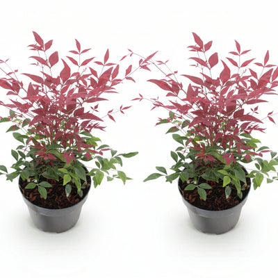 GreenboutiQ Nandina Obsessed: 2x Immergrüne Farbwunder im 17cm Topf