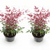 GreenboutiQ Nandina Obsessed: 2x Immergrüne Farbwunder im 17cm Topf Bild 2
