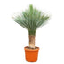 Yucca Rostrata 140-160cm, Ø55cm Topf, Blaue Blätter, pflegeleicht Bild 1