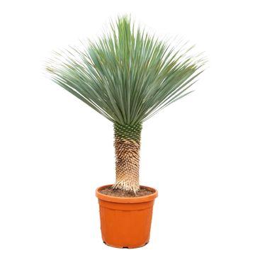 Yucca Rostrata 140-160cm, Ø55cm Topf, Blaue Blätter, pflegeleicht