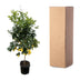 Zitronenbaum Calamondin (Citrus) - 200cm - ø40 Bild 4