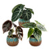 3x Baby Alocasia Tricolour (Rot-Grün-Schwarz) Ø6cm Bild 2