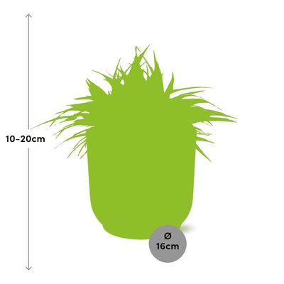 Chlorophytum Ocean: Luftreinigende Grünlilie im gelben ELHO Vibes Topf
