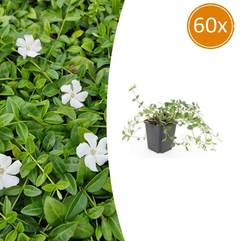 60x Vinca minor 'Gertrude Jekyll' Bodendecker, 10-25cm, Ø9cm