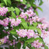 Deutzia hybrida 'Strawberry Fields' - Rosa Blüte, pflegeleicht Bild 5