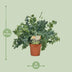 Phlebodium Davana Goldener Braun, Ø12cm, ↕35cm Bild 2