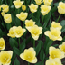 Tulpenbollen World Friendship – 20 Stuks | KH Bloembollen® | Lichtgele Tulp – Zacht, Vriendelijk & Elegant – Voor Tuin of Pot – Maat 11/12 – Vers van de Teler Bild 4