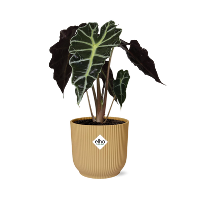 Alocasia 'Polly' in a yellow ELHO Vibes Fold pot, 14 cm