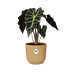Alocasia 'Polly' in a yellow ELHO Vibes Fold pot, 14 cm Bild 1