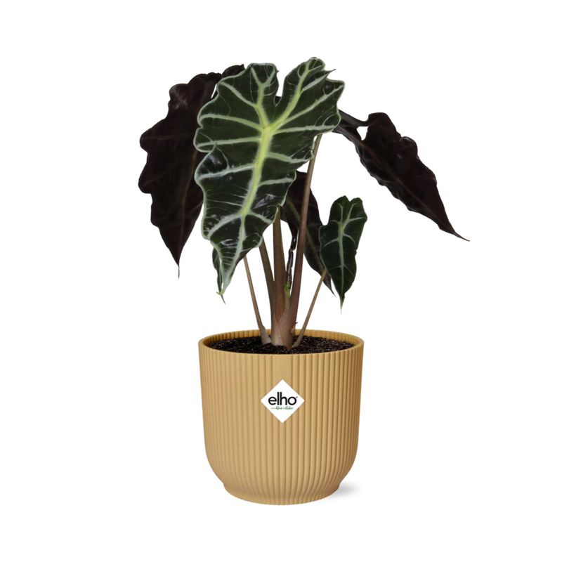 Alocasia 'Polly' in a yellow ELHO Vibes Fold pot, 14 cm