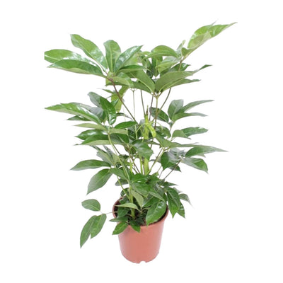 Schefflera Actinophylla 'Amate' – Schirmbaum Ø24cm H100cm
