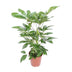 Schefflera Actinophylla 'Amate' – Schirmbaum Ø24cm H100cm Bild 1