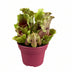 Sarracenia Schlauchpflanze Ø12 cm, 20 cm hoch - Fleischfressende Pflanze Bild 1