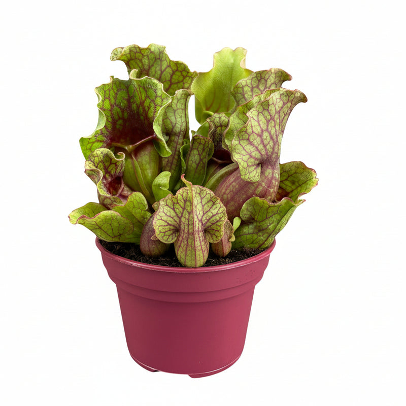 Sarracenia Schlauchpflanze Ø12 cm, 20 cm hoch - Fleischfressende Pflanze