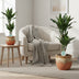 Dracaena Janet Lind - Dragon Tree, 70cm, Pot Ø17cm Bild 3
