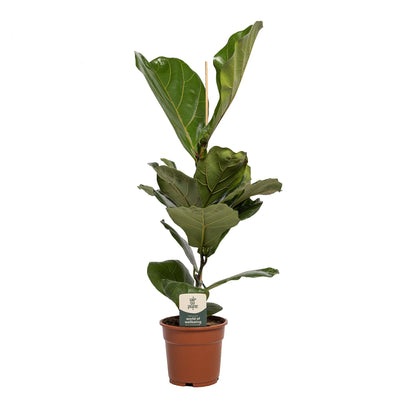 Ficus Lyrata Geigenfeige, Ø17cm Topf, ca. 60cm hoch