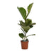 Ficus Lyrata Geigenfeige, Ø17cm Topf, ca. 60cm hoch Bild 1