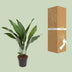 Aspidistra Elatior 'Die Bar' - 70cm Plant in 17cm Pot Bild 4