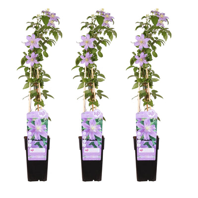 3x Clematis Justa Kletterpflanze, 65cm Höhe, 15cm Topf