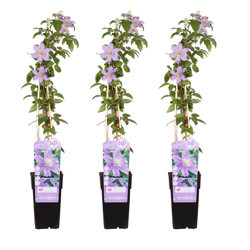 3x Clematis Justa Kletterpflanze, 65cm Höhe, 15cm Topf