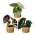 3x Baby Alocasia Tricolour - Tropisches Trio im 6cm Topf Bild 2