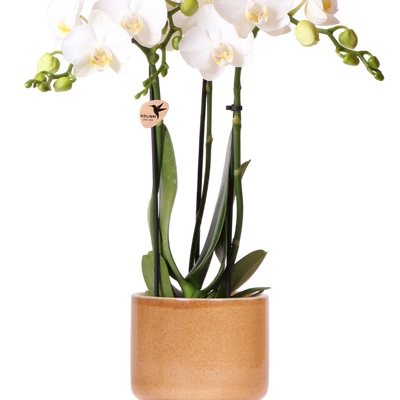 Kolibri Orchids | Weiße Amabilis Orchidee + Bold Cognac Übertopf – Topfgröße Ø9cm | blühende Zimmerpflanze – frisch vom Züchter
