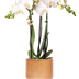 Kolibri Orchids | White Amabilis Orchid + Bold Cognac Pot – Pot size Ø9cm | flowering houseplant – fresh from the grower Bild 1