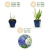 Green boutiQ - Perennial - Agapanthus Duo - African Lily - Bee and Butterfly Attractors - Blue - White - 12 Plants - Pot 11cm - Height 15-25cm Bild 4