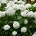 GreenboutiQ Rispenhortensie Annabelle, weiße Blüte, Topf 17cm Bild 4