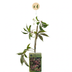 Parthenocissus henryana (35cm) - Chinesischer Wilder Wein - Kletterpflanze Bild 2