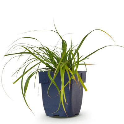 Green boutiQ - Grasses - Carex oshimensis Evergreen - Japanese Sedge - Evergreen - Green - 1 Plant - 11cm Pot - 15-25cm Height