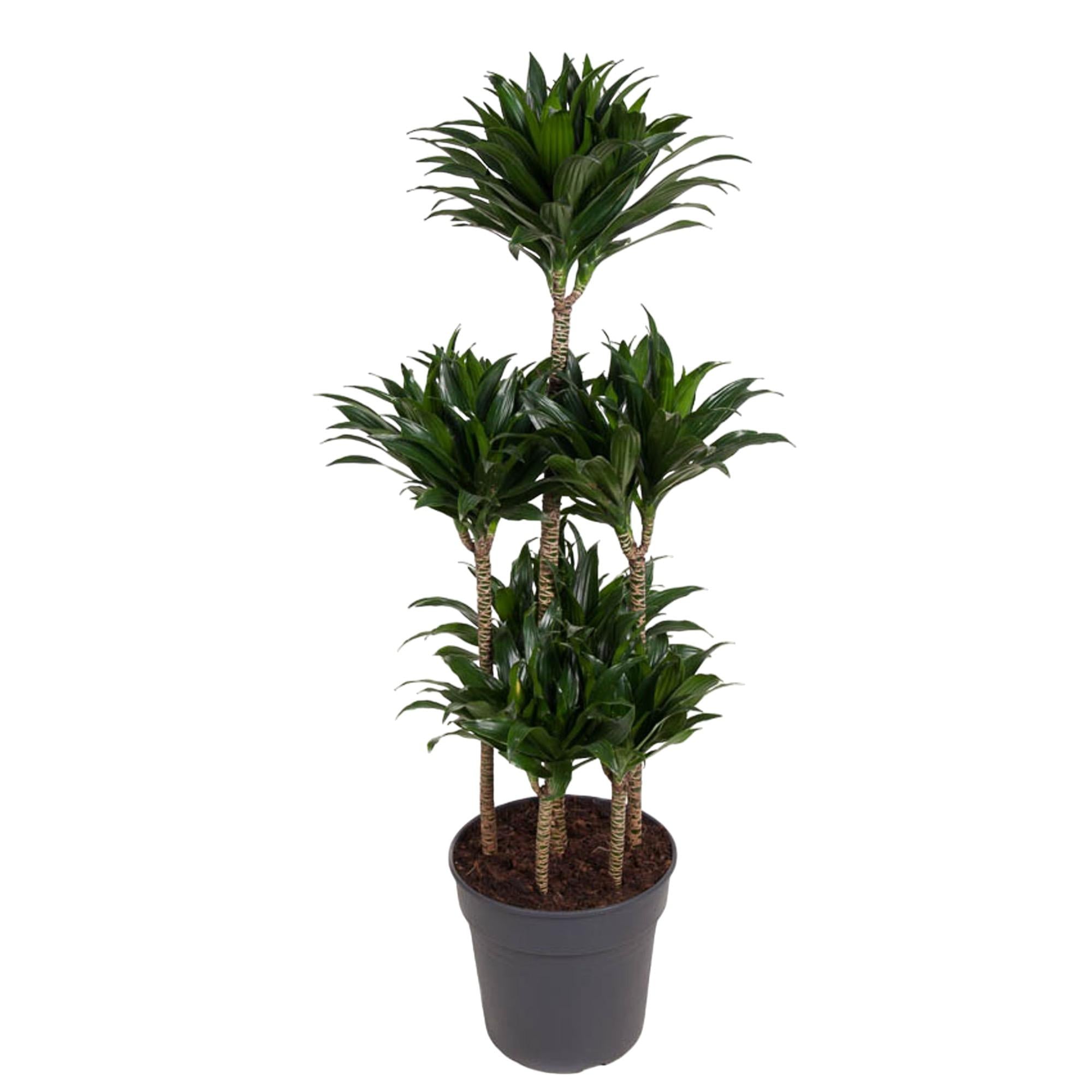 Dracaena surculosa
