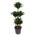 Dracaena Compacta Carrousel, 130 cm, Ø31: Elegante Grünpflanze Bild 1